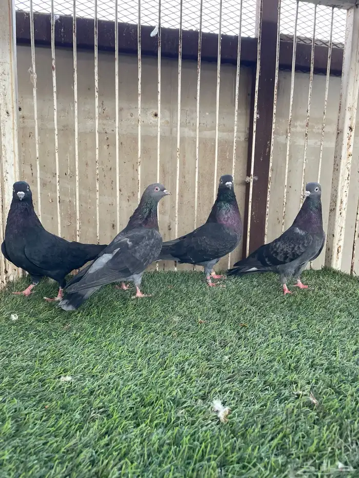 للبيع حمام ايراني قلابي 5