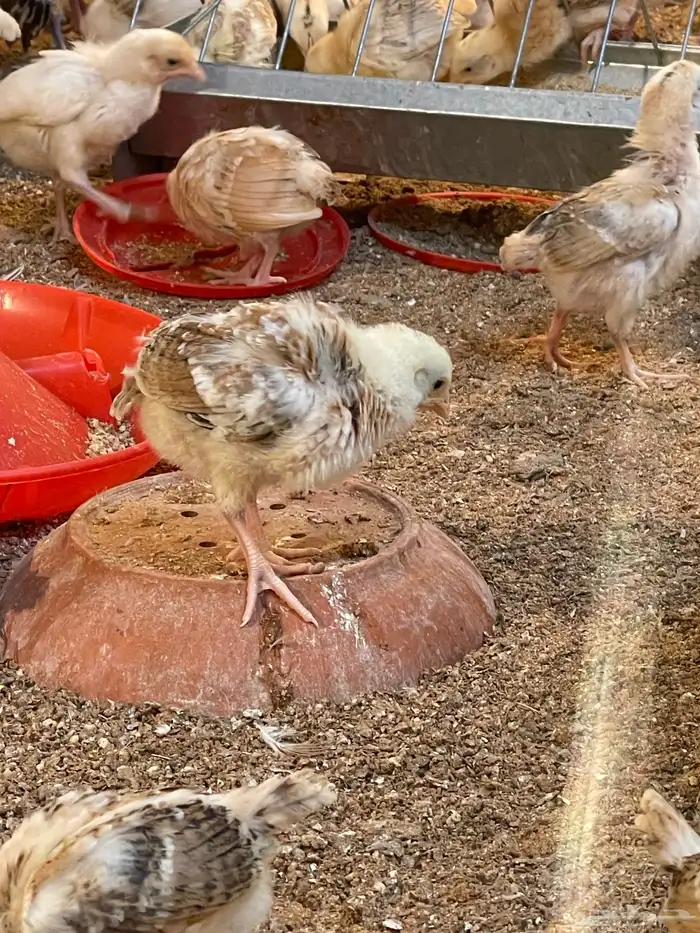 دجاج صوص بلدي 1