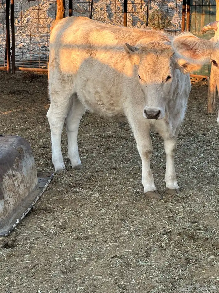 البي عجلاته ثنتين وحده لها 8 شهور والثانيه لها سنه و6 شهور 3