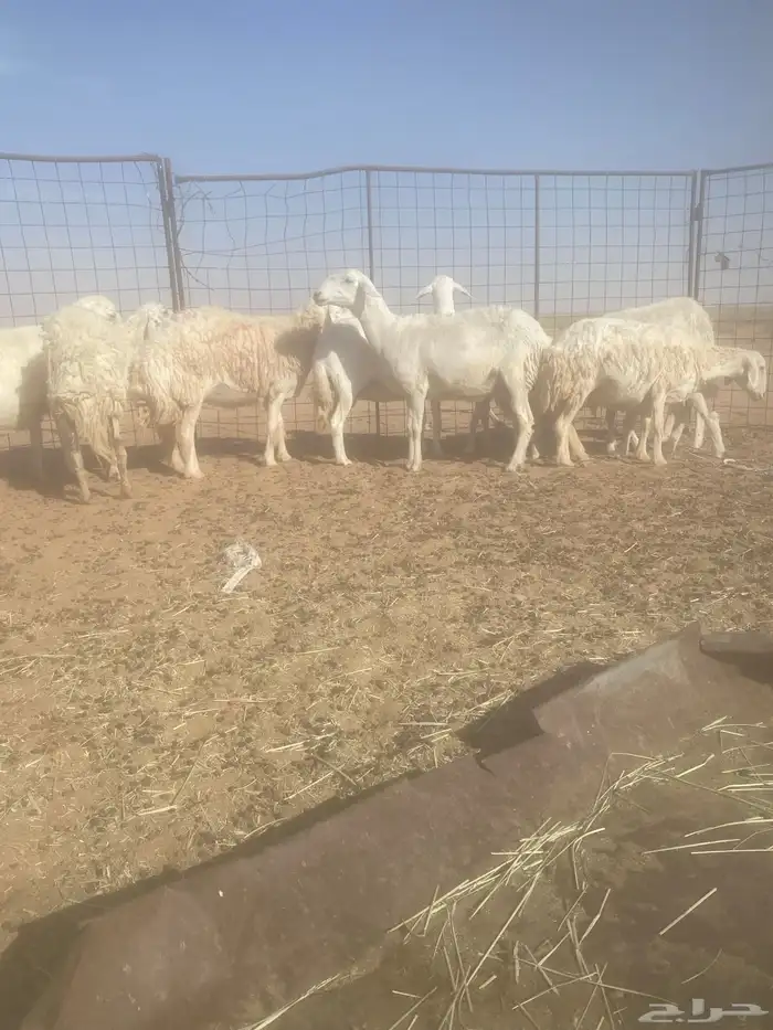 غنم حريات العدد 9 6