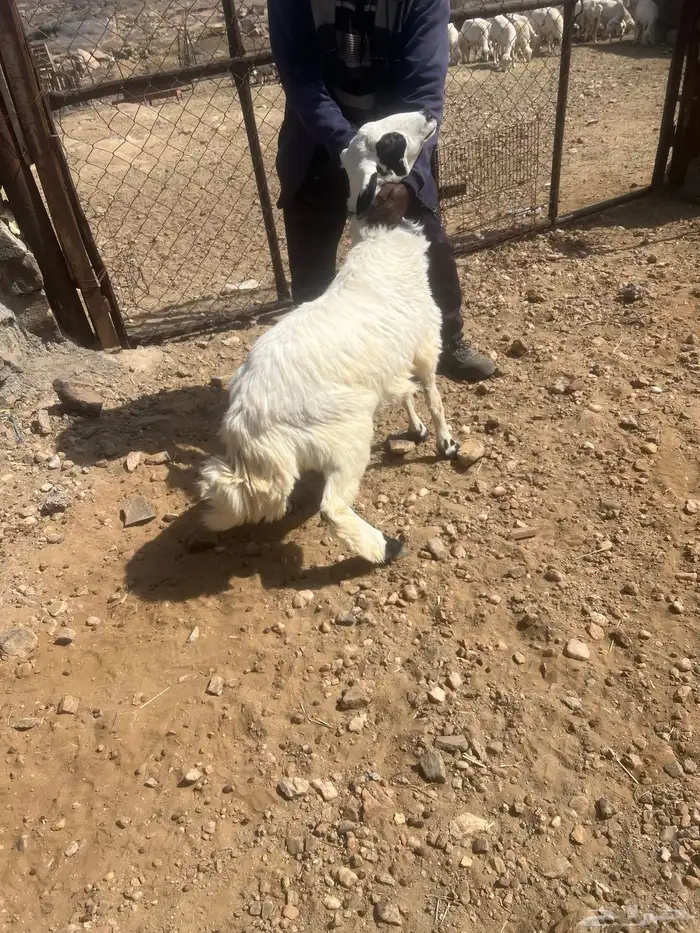 رخل 6 شهور نظيف 0