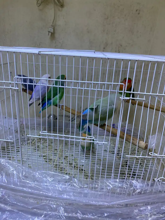 طير روز الواحد 150 ريال غير اليف 0