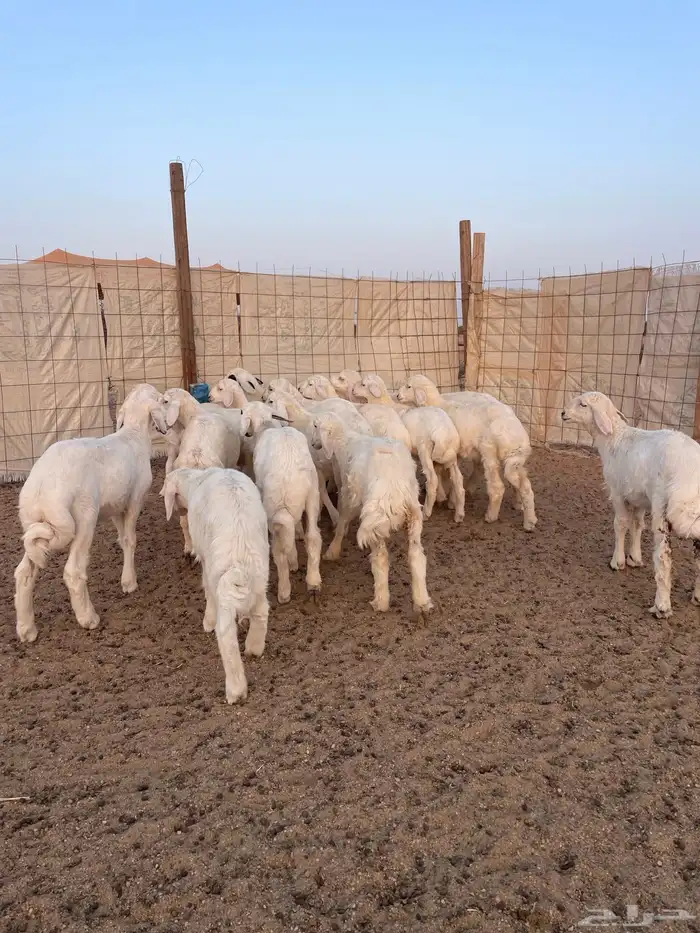 بهم تربيه للبيع 2