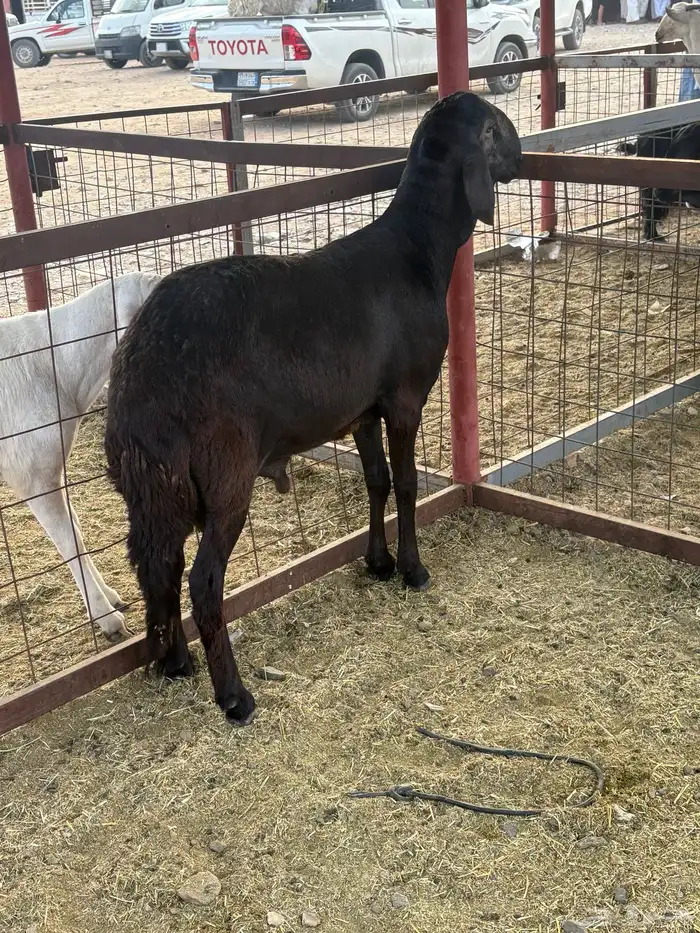 طلي سواكني تيلاد تم البيع 2