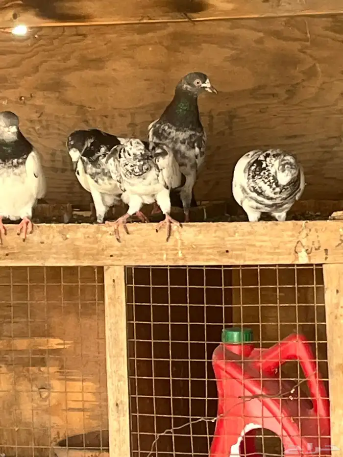 حمام باكستاني 1