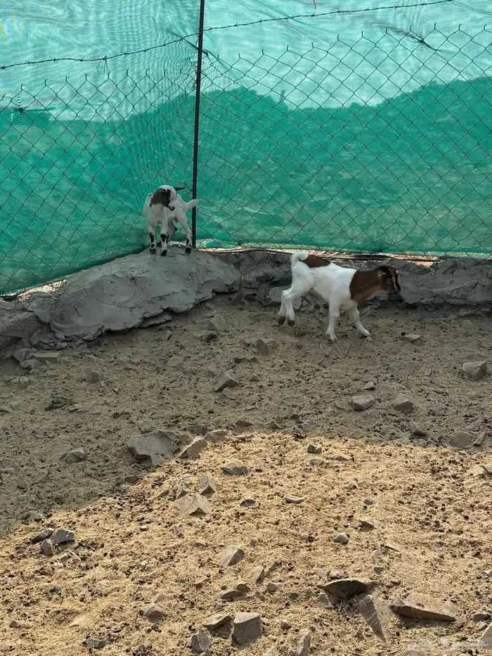 عرض وبيع ماعز قزم أليفه ومنتجه 3