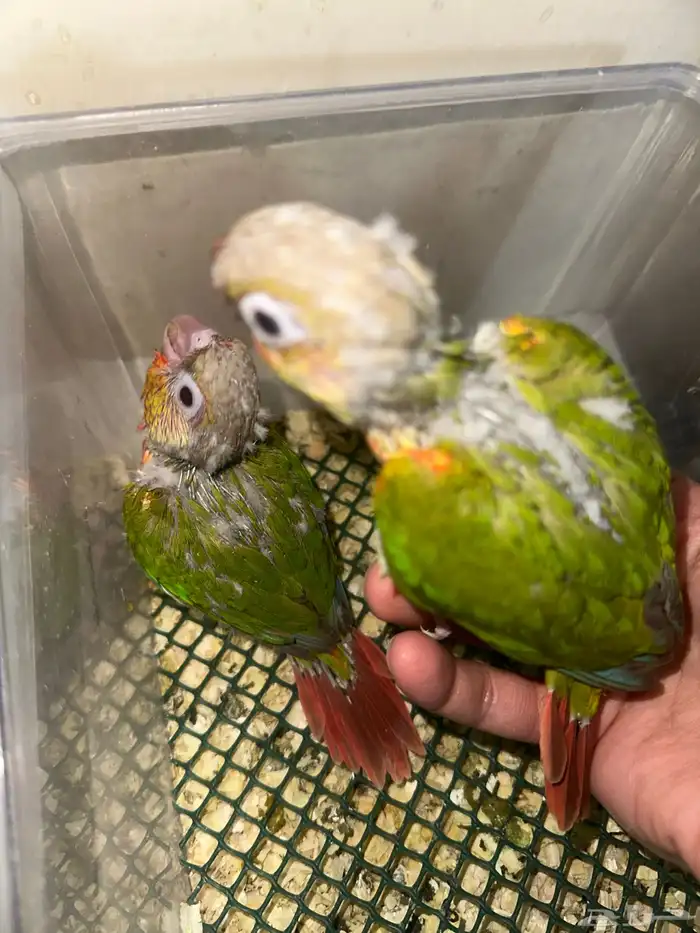 فروخ كنيور دبل رد فاكتور جميلة( 450 ) 0