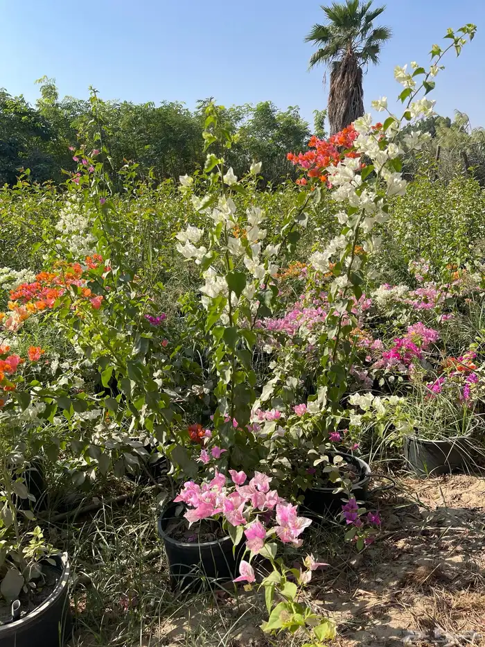 شتلات الجهنمية المجنونة مكبوسة 5