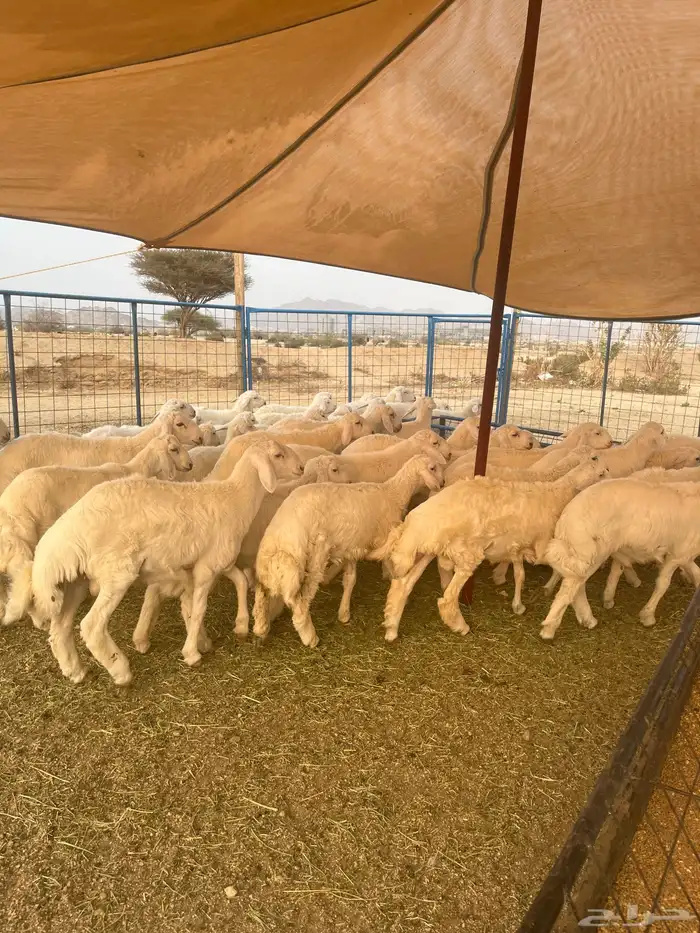 غنام في الفصيل طليان 3