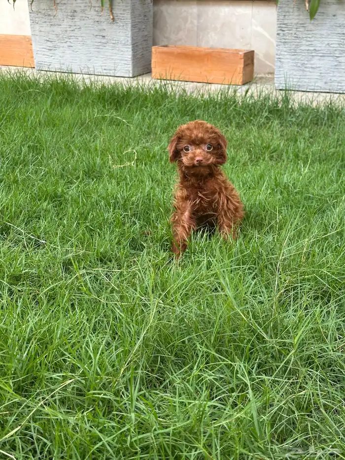 تي كب بودل استيراد من الصين 0