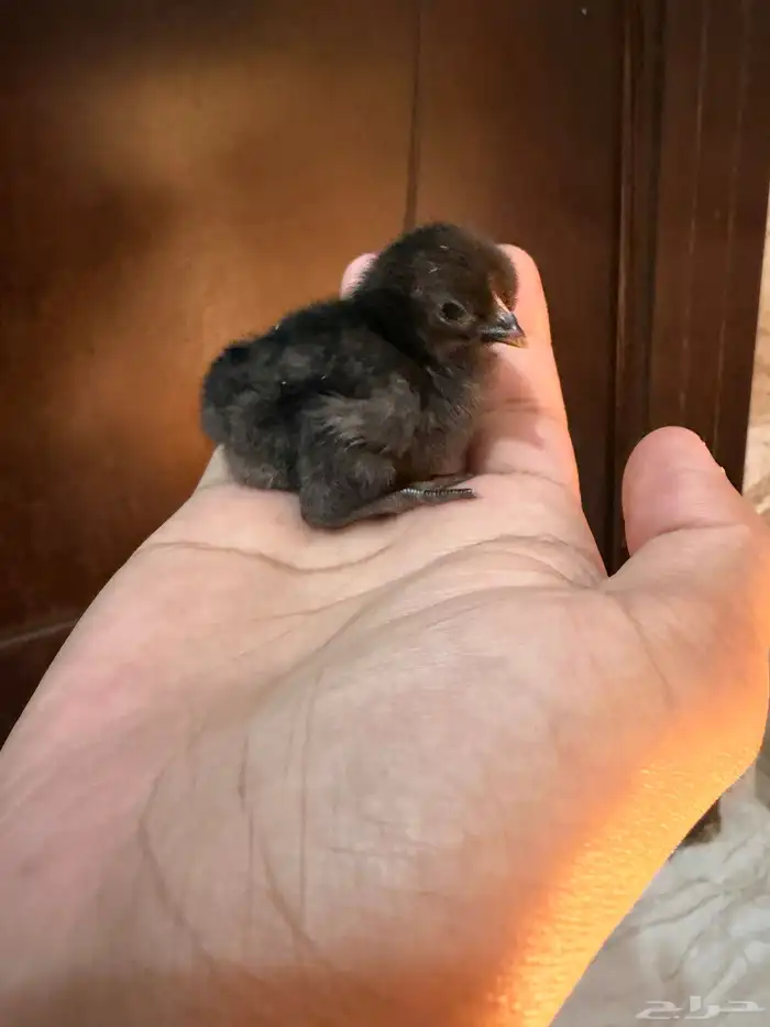 صوص دجاج صغير للبيع 17