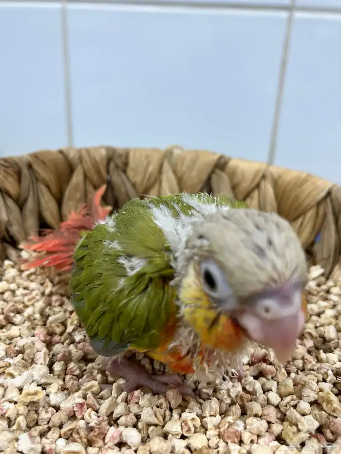 فروخ كنيور اناناس دبل رد فاكتور 0