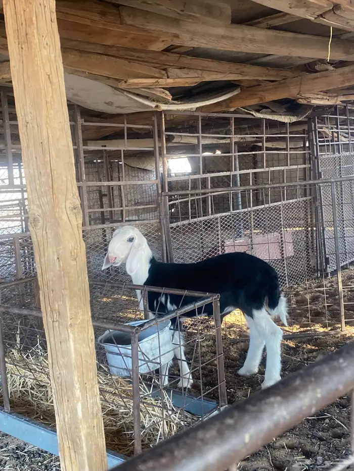 خروف نجدي صنف 4