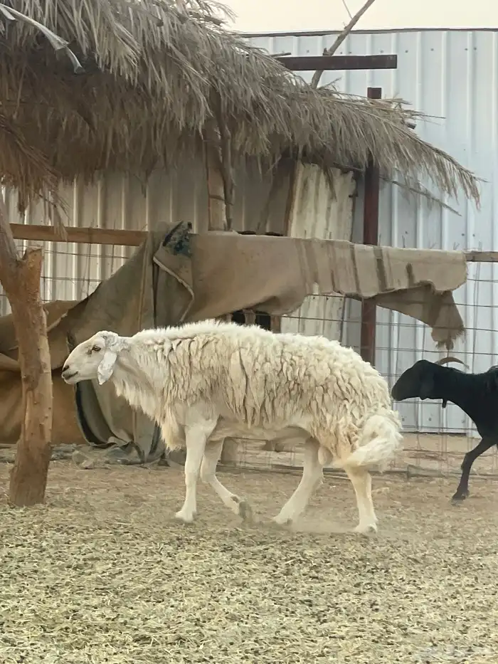 فحول حريات حرش 2 كفو ومشروطه ومقطع فديو 4