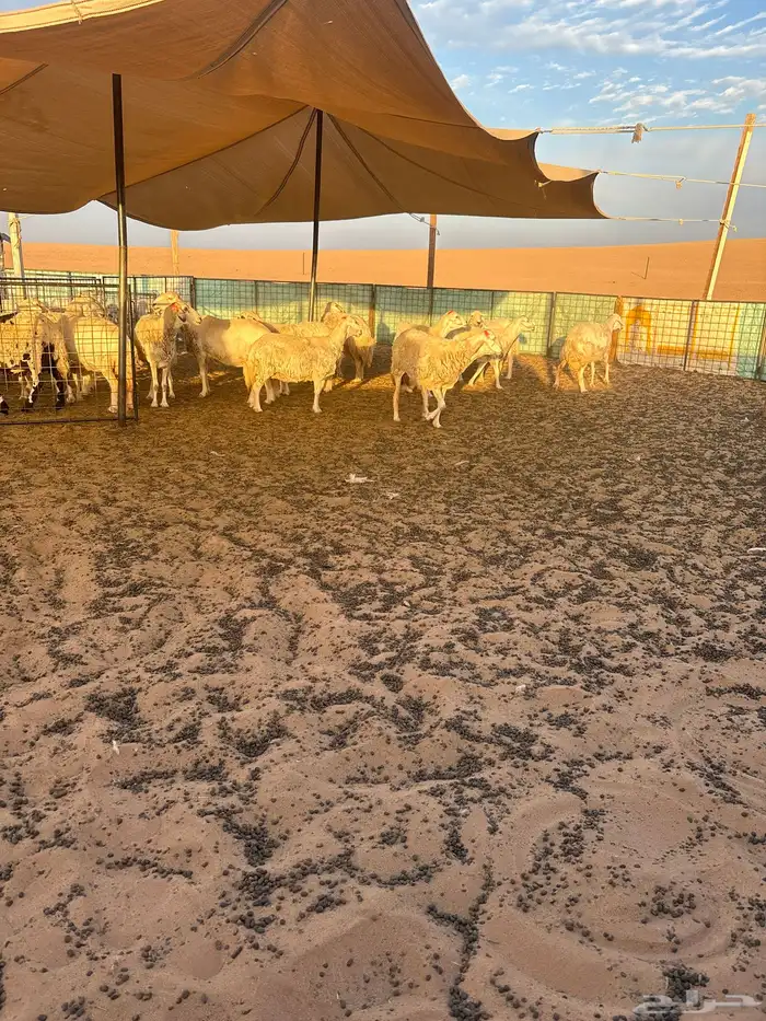 غنم حريات حيل العدد حوالي 25 1