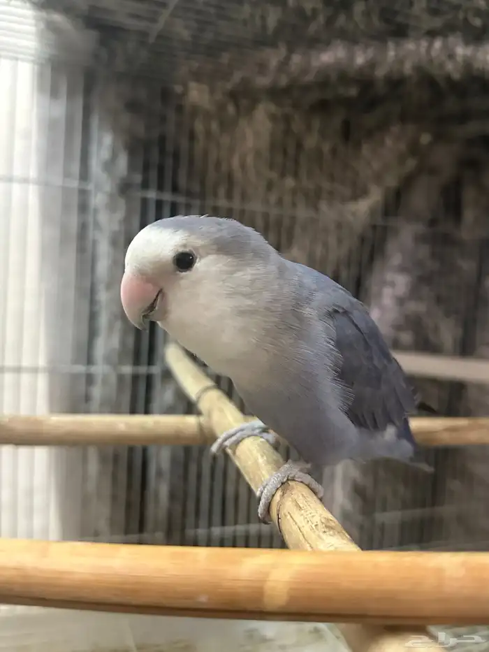 ببغاء روز للبيع 2