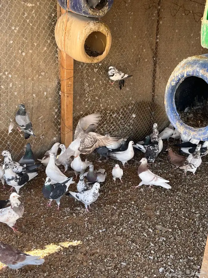 حمام مشاكيل 0