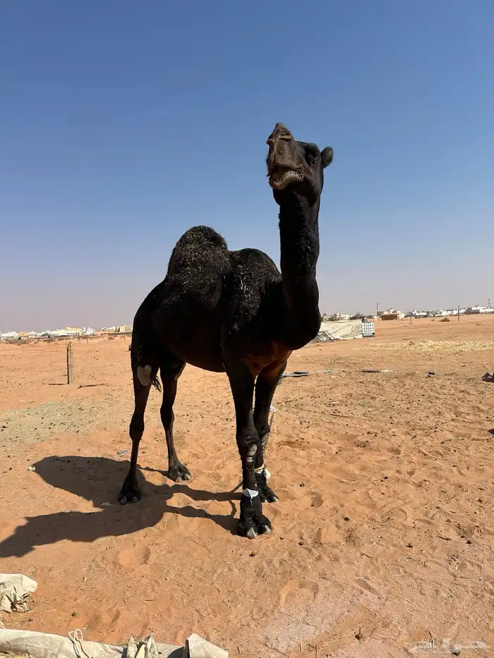 للبيع فحل مجهم 1