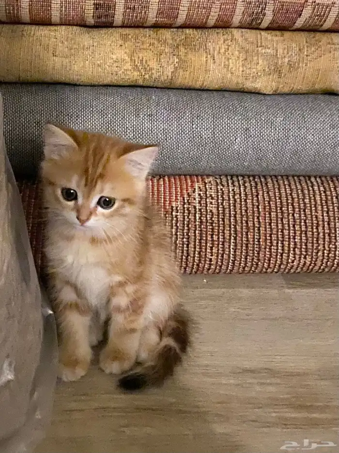 قطط سكوتش ستريت 1