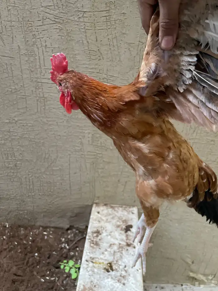 دجاج للبيع 8دجاجات و ديك 1