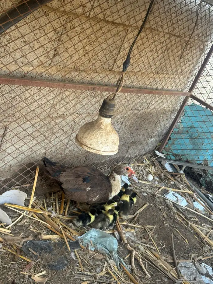 بطة مع عيالها منهم 8 للبيع 1