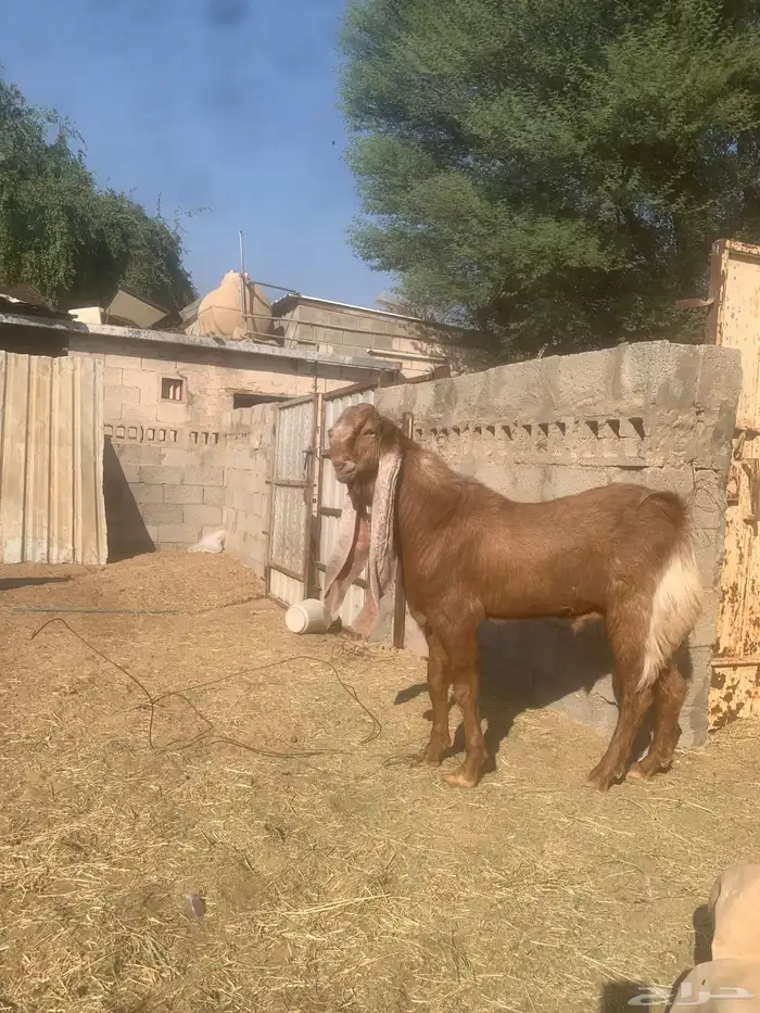 سوق مواشي الاحساء 1