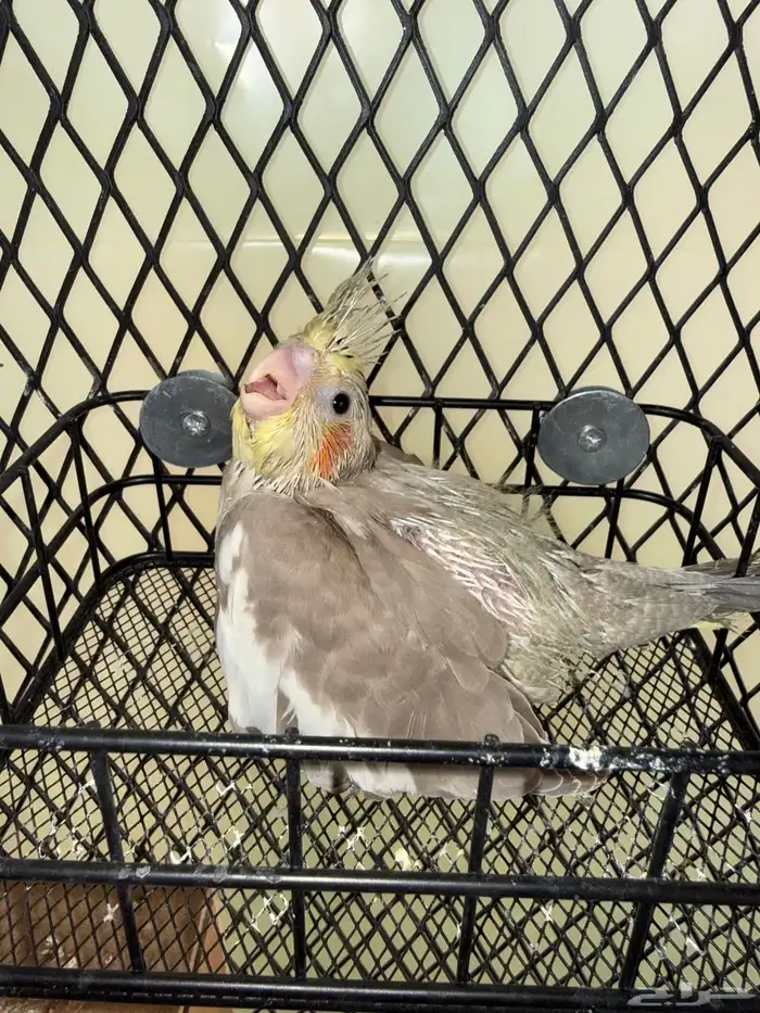 للبيع فروخ كروان 0