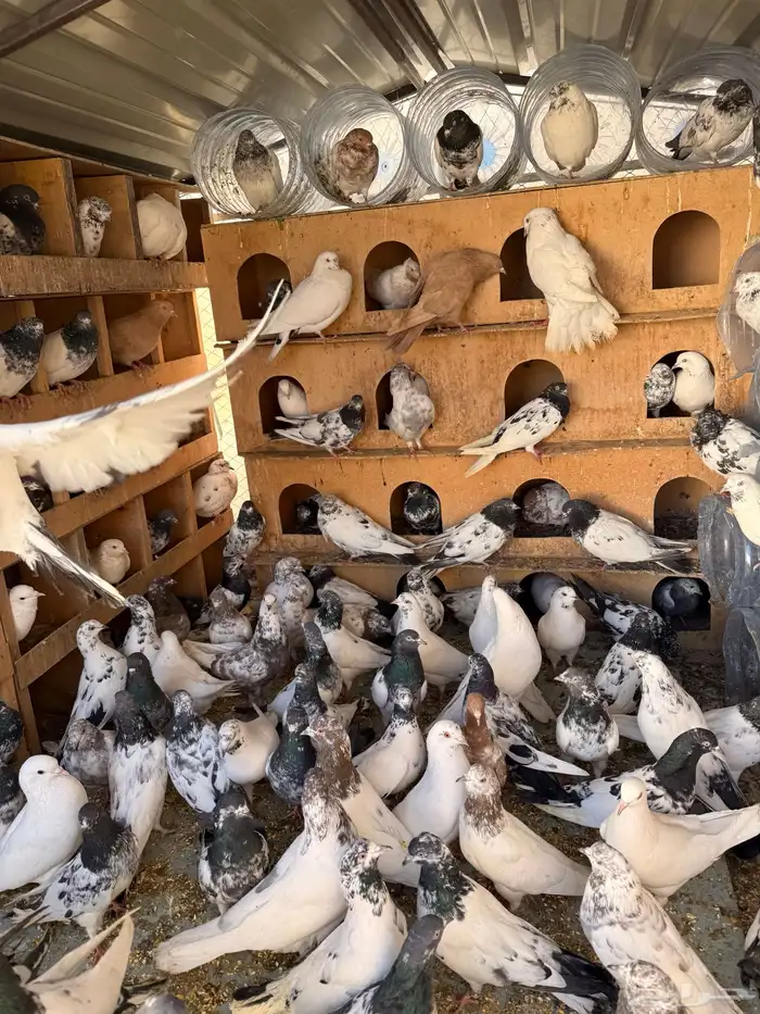 حمام بكستانية توب 13