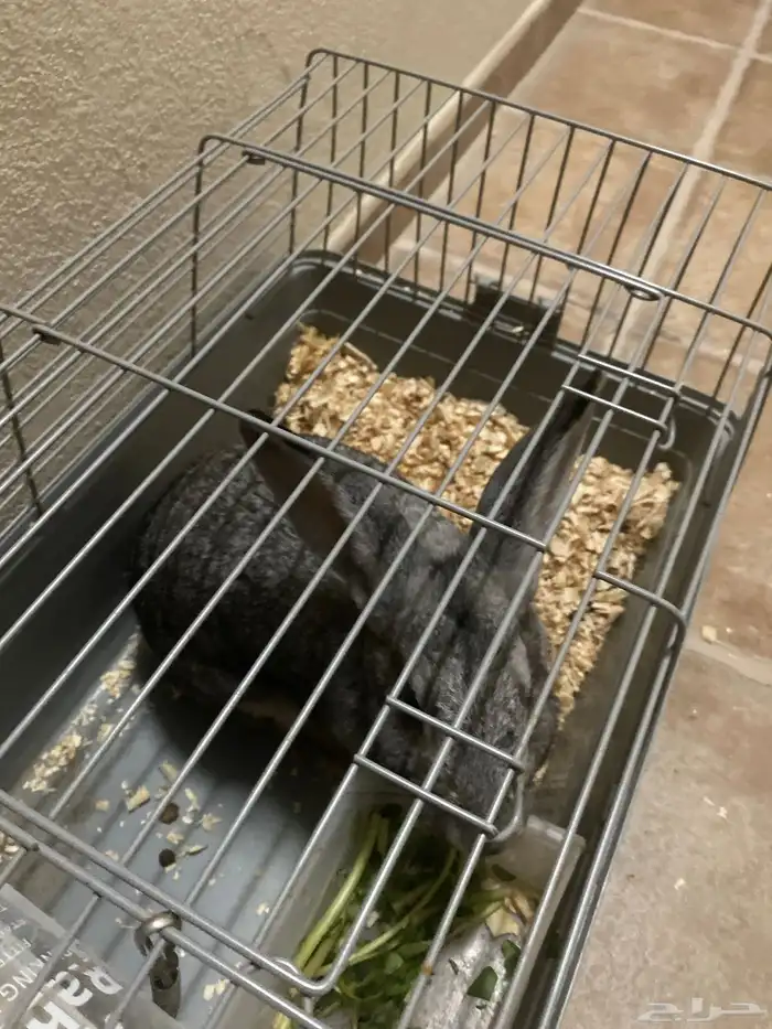 ارنب للبيع الدمام 0