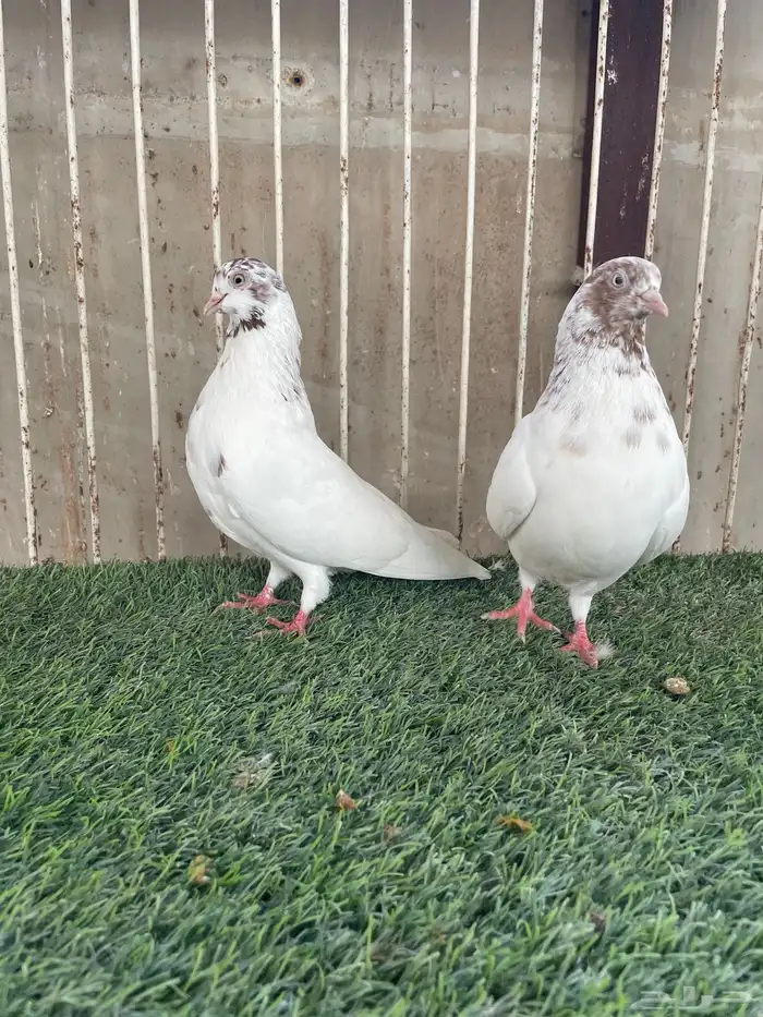 للبيع حمام ايراني قلابي 3