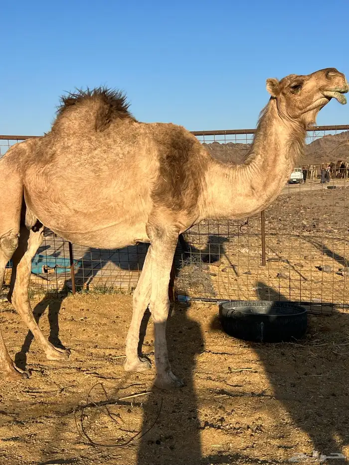 لقحه ملاقي تملى السطل ب 7500 تم البيع 2