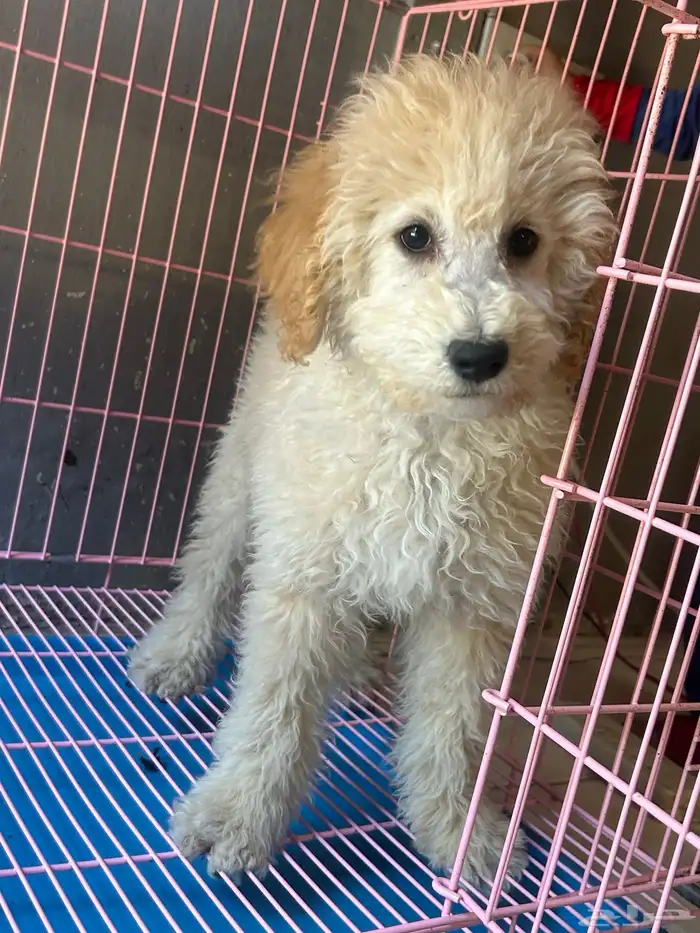 كلاب بودل XL كلاب جميله ولعوبه 0