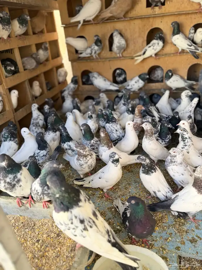 حمام بكستانية توب 8