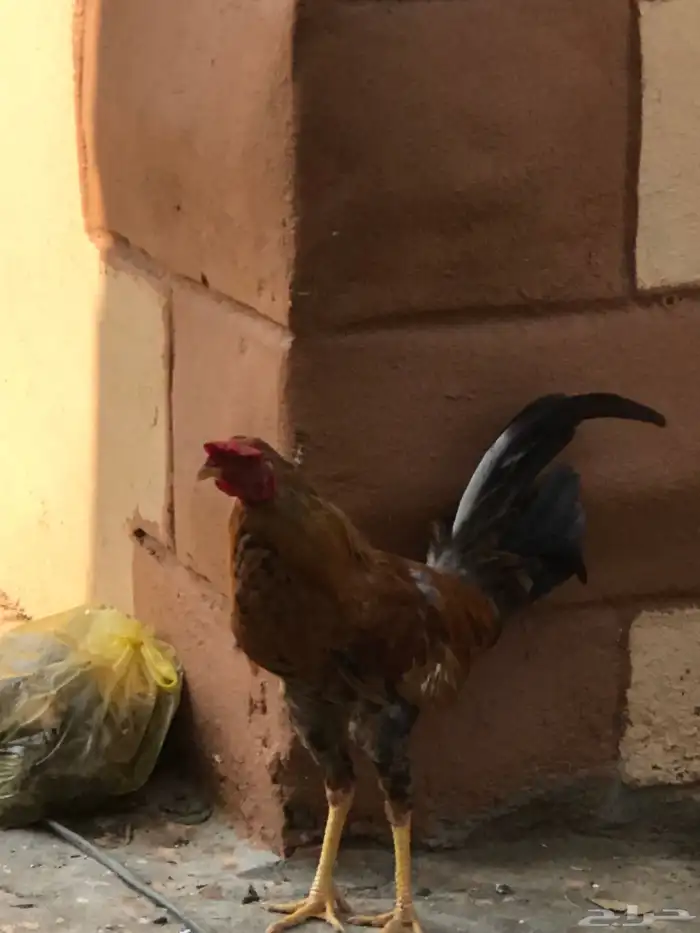 دجاجه صحه 100 الديوكه صحه100 10