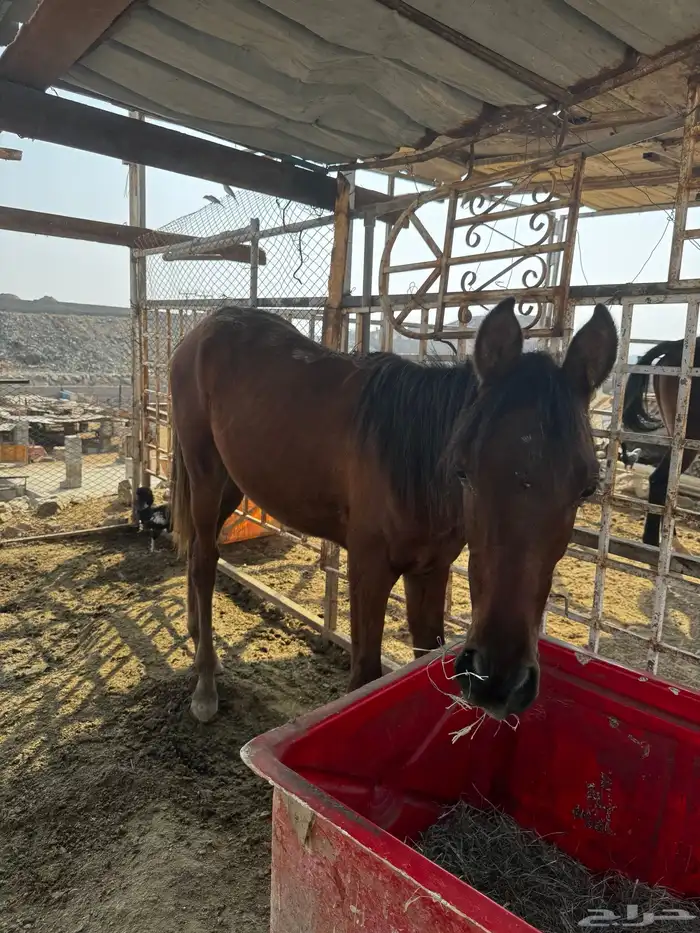 ثنين خيول للبيع 2