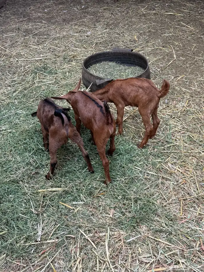 تيوس للبيع 6