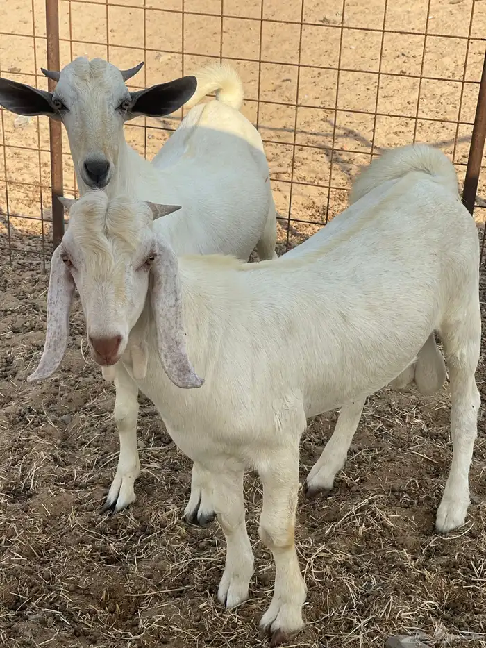 تيوس جذعان 1