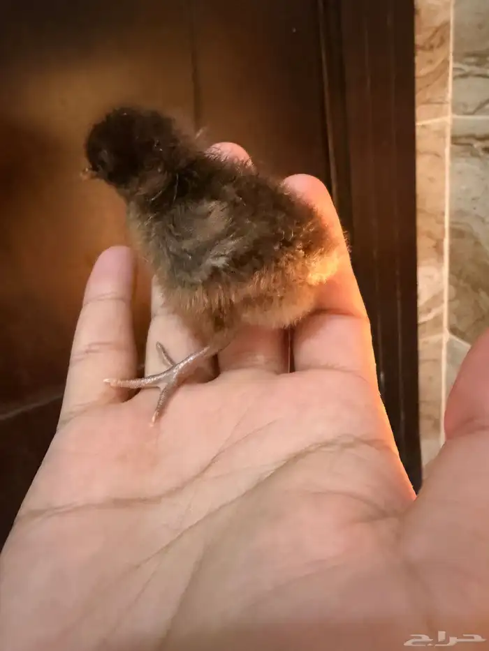 صوص دجاج صغير للبيع 1