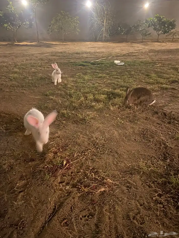 ارانب للبيع 0