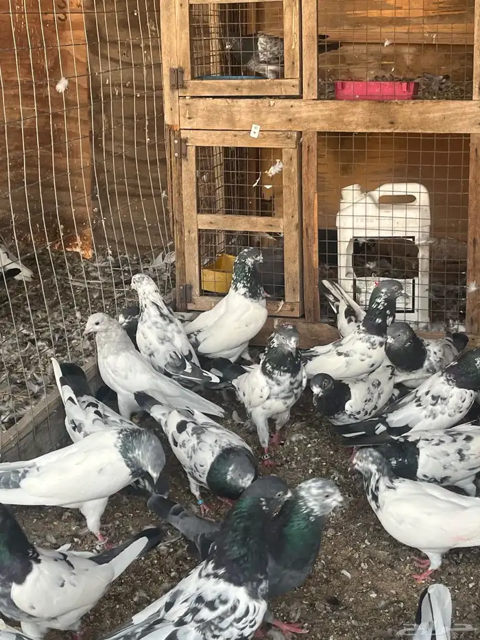 حمام باكستاني 7