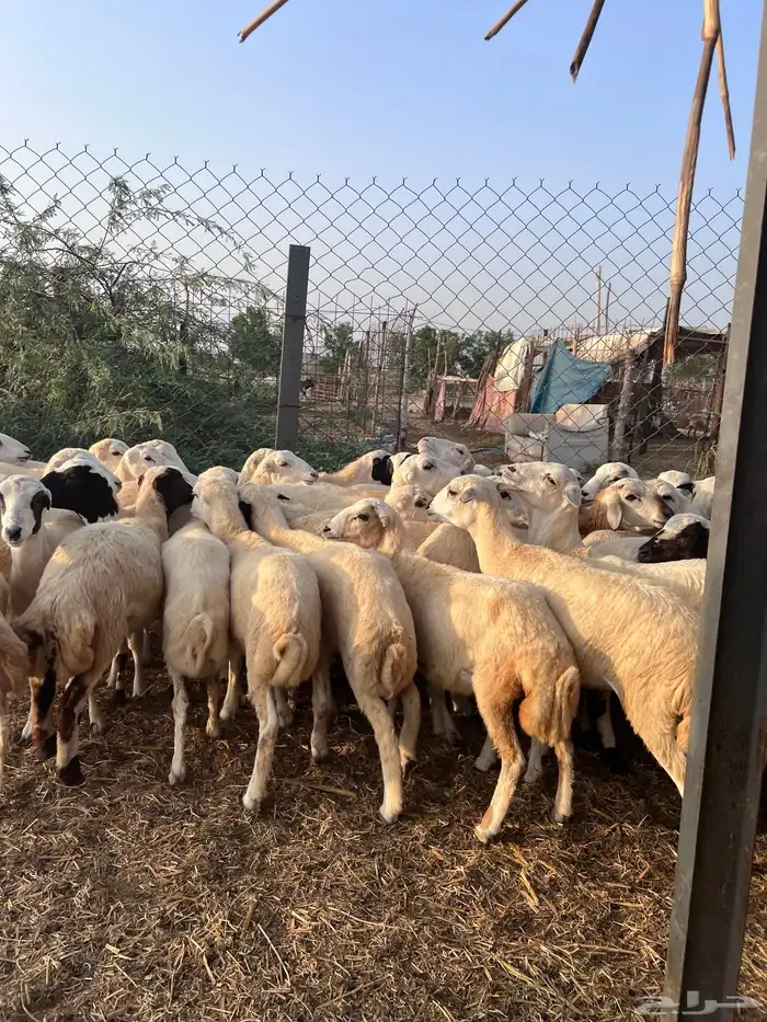 رخال رفيدي من 700 4