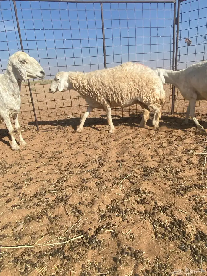 غنم حريات العدد 9 0