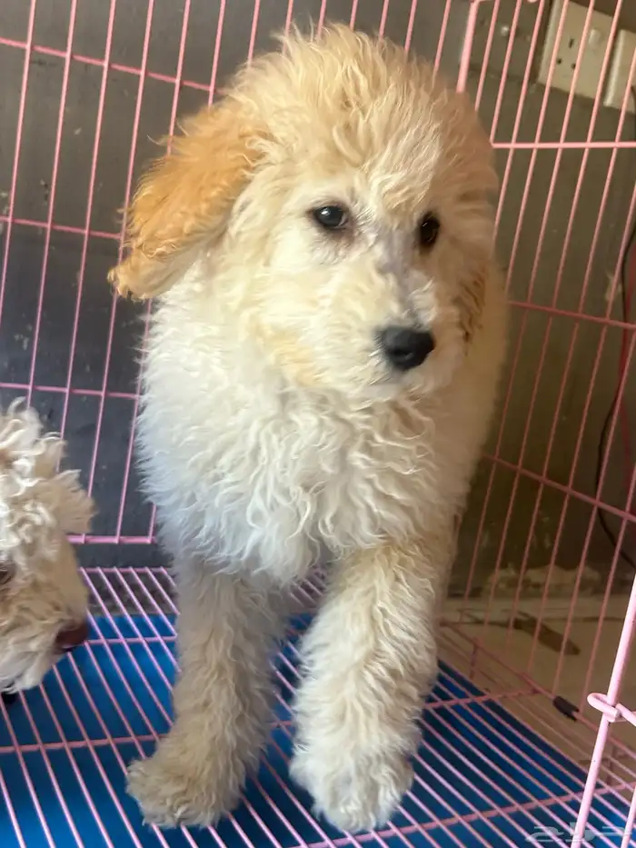 كلاب بودل XL كلاب جميله ولعوبه 6