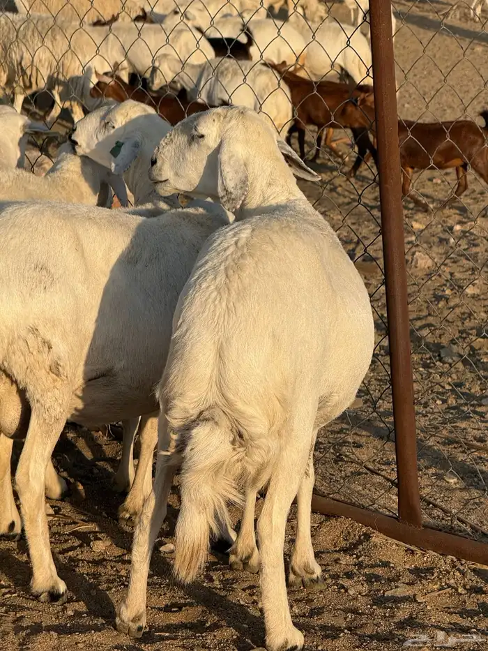 ضان حرش دفيع 0