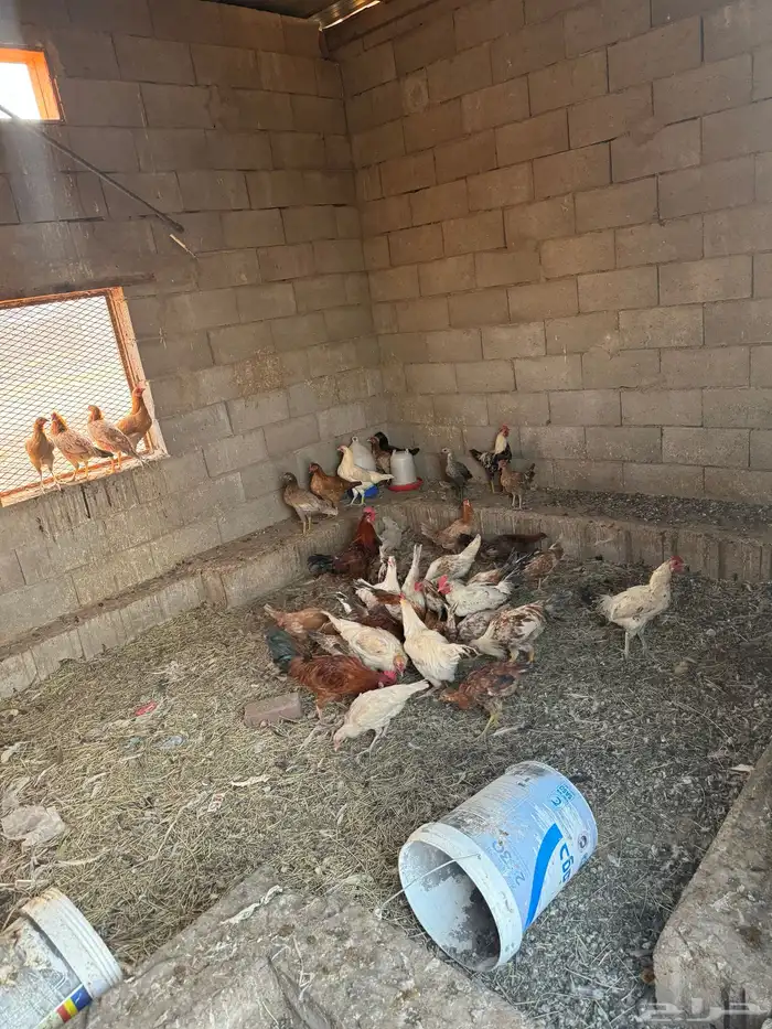 دجاج بلادي 1