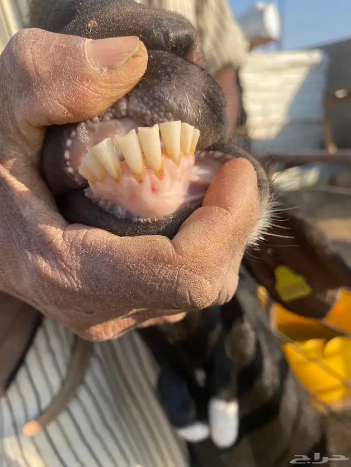 عنز خصم مطفل توم وروم وسن وديد 5