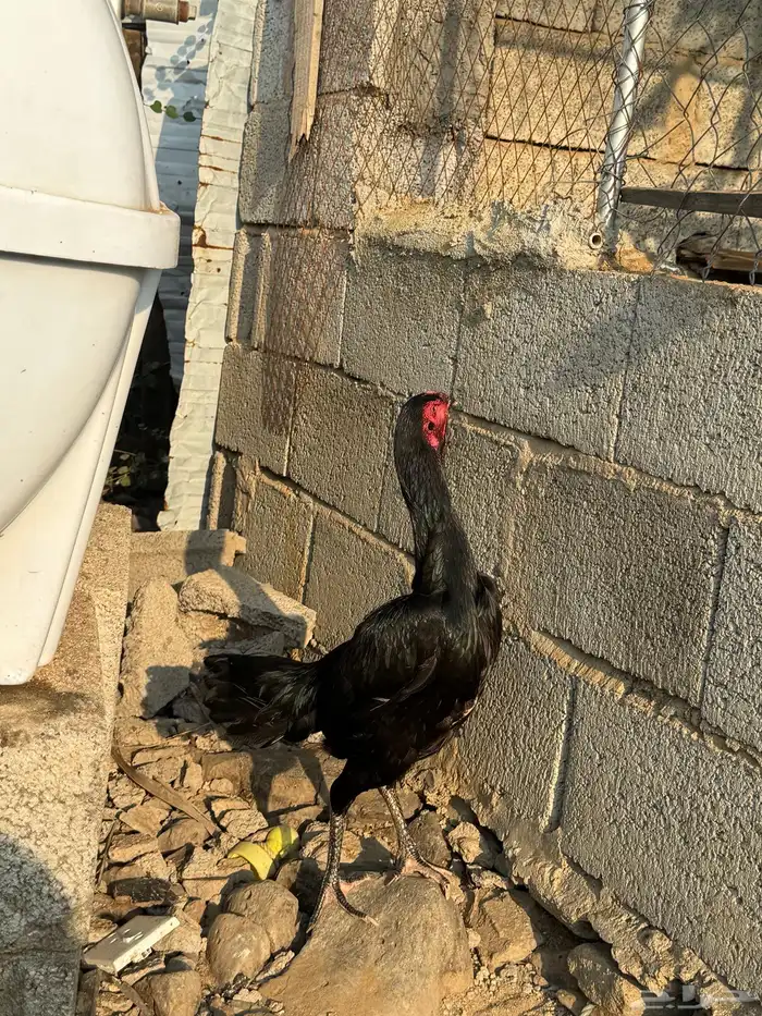 دجاجه شامو الماني 3