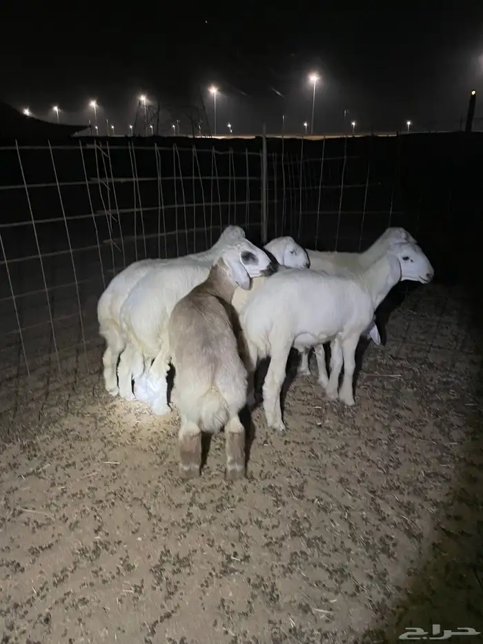 حري ذبايح مناسبات ذبائح ثلاجه يوجد صلخ و توصيل اقل سعر 2