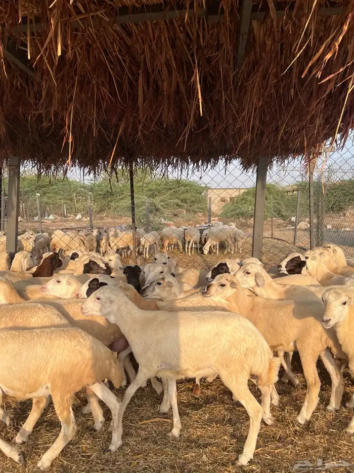 رخال رفيدي من 700 3