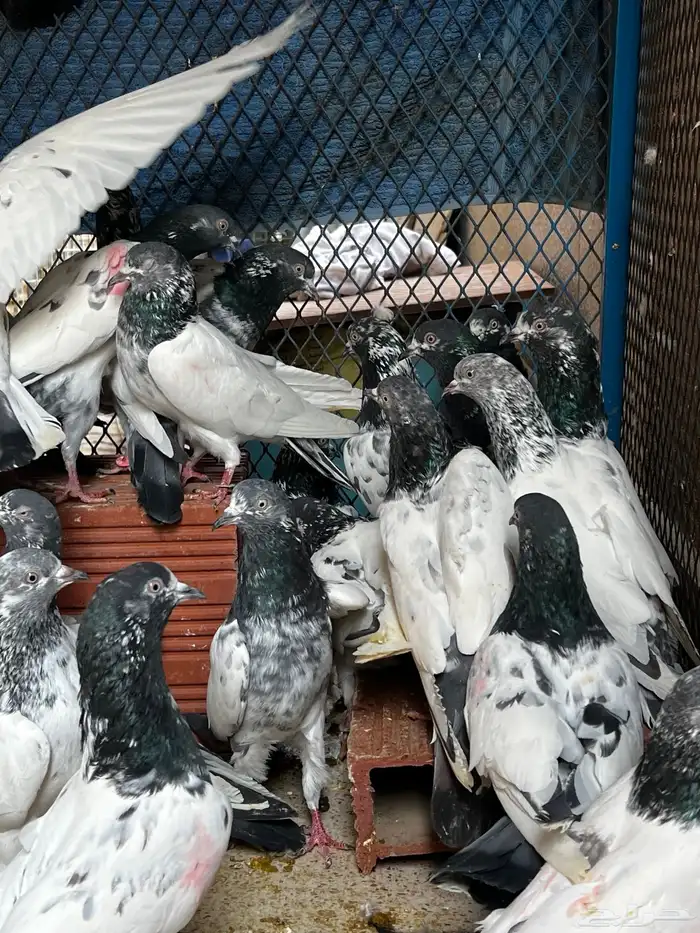 حمام باكستاني Top مطيار 4